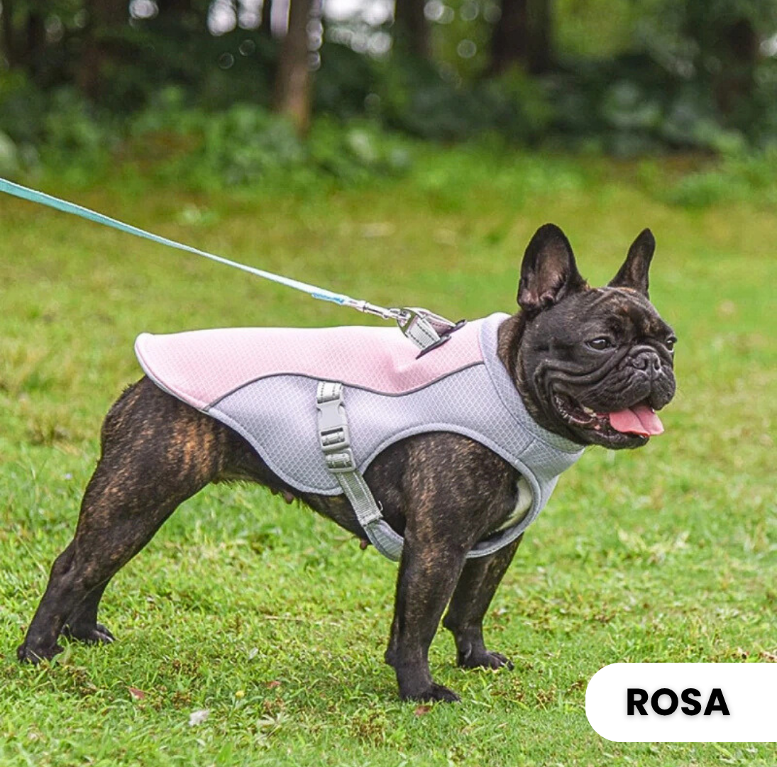 CoolVest – Effektiver Hitzeschutz für Hunde