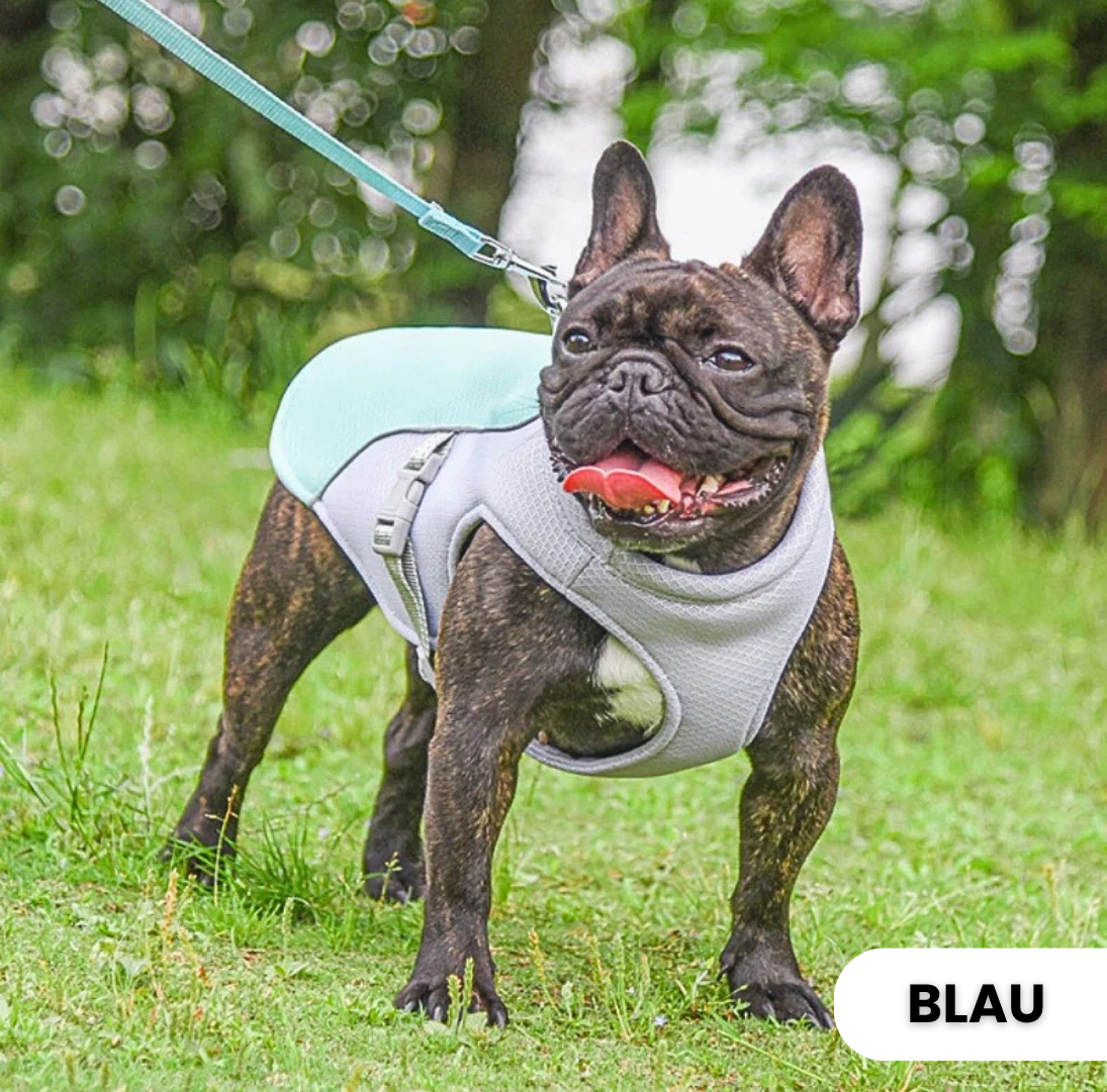CoolVest – Effektiver Hitzeschutz für Hunde