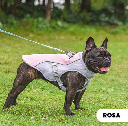 CoolVest – Effektiver Hitzeschutz für Hunde