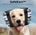 SafeEars™️ - Ruhige Ohren, glücklicher Hund